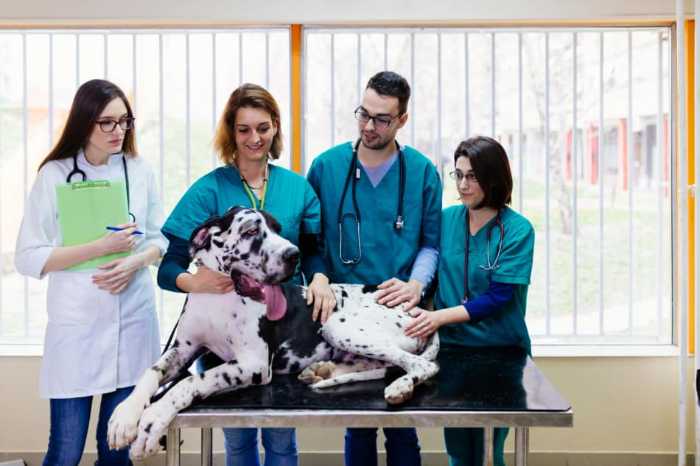 Dogs Scared of Vet? Here's How to Help Them Overcome Their Fear 3 Dogs Scared of Vet