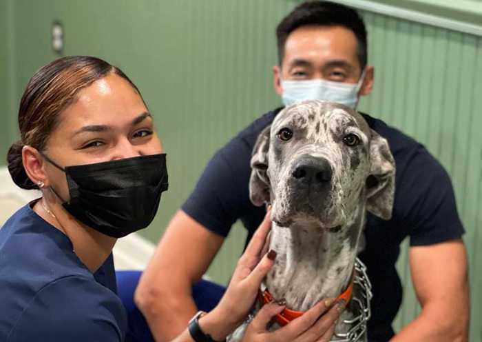 Dogs Scared of Vet? Here's How to Help Them Overcome Their Fear 9 Dogs Scared of Vet