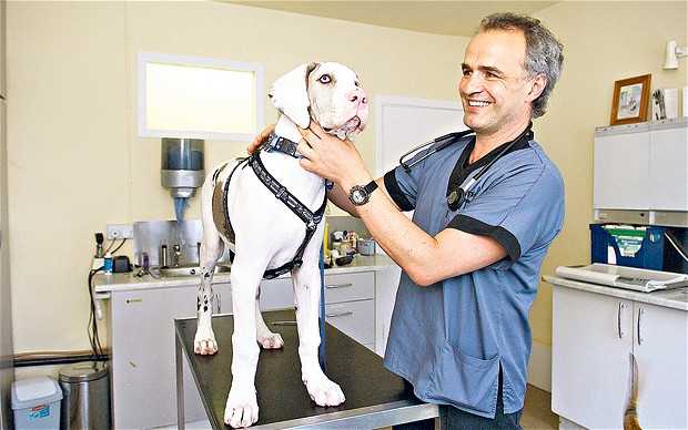 Dogs Scared of Vet? Here's How to Help Them Overcome Their Fear 7 Dogs Scared of Vet