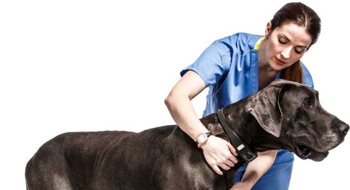 Dogs Scared of Vet? Here's How to Help Them Overcome Their Fear 6 Dogs Scared of Vet