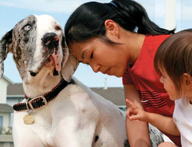 Dogs Scared of Vet? Here's How to Help Them Overcome Their Fear 5 Dogs Scared of Vet