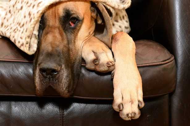Dogs Scared of Vet? Here's How to Help Them Overcome Their Fear 17 Dogs Scared of Vet