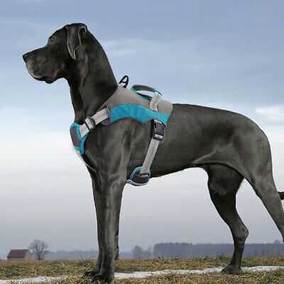 Can Great Danes Swim? 5 Fascinating Things To Know Before Taking a Dip with Your Great Danes 8 Can Great Danes Swim