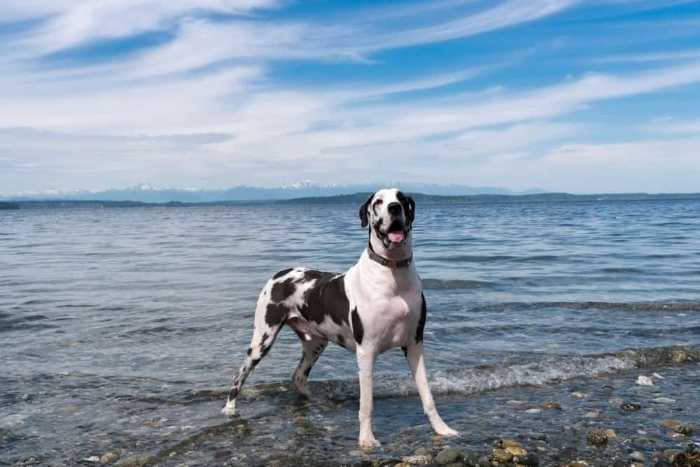 Can Great Danes Swim? 5 Fascinating Things To Know Before Taking a Dip with Your Great Danes 5 Can Great Danes Swim