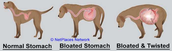 what causes a great danes stomach to flip