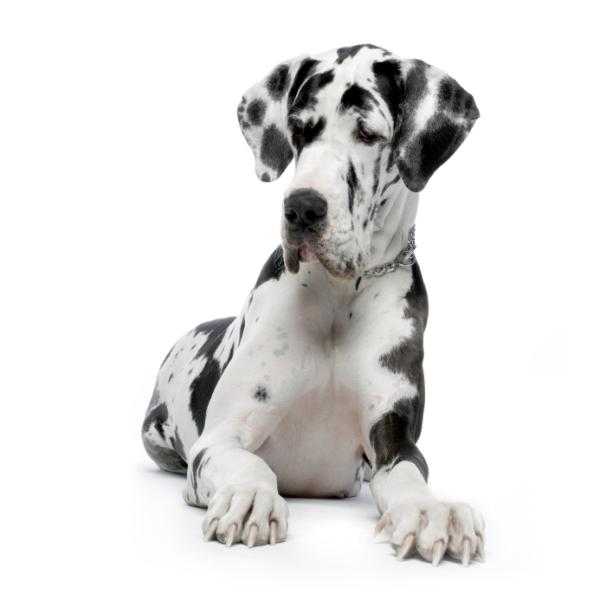 Pyometra Symptoms in Dogs: A Harsh Killer Amongst Female Dogs 14 Pyometra Symptoms in Dogs