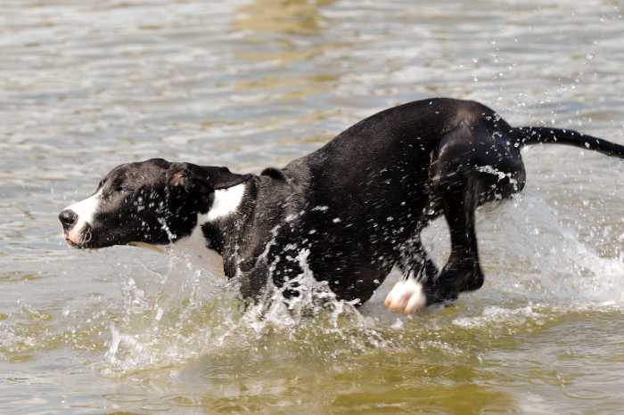 Can Great Danes Swim? 5 Fascinating Things To Know Before Taking a Dip with Your Great Danes 12 Can Great Danes Swim