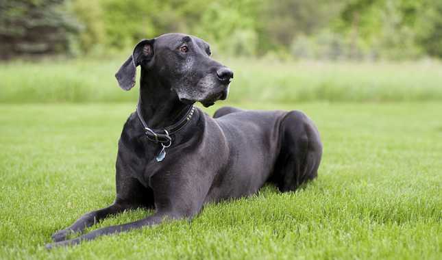 The Deadly Risk of Mammary Tumors in Dogs: The Number 1 Most Common Tumor in Female Dogs 18 MAMMARY TUMORS IN DOGS