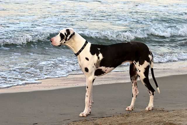Can Great Danes Swim? 5 Fascinating Things To Know Before Taking a Dip with Your Great Danes 11 Can Great Danes Swim