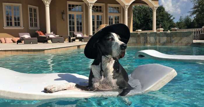 Can Great Danes Swim? 5 Fascinating Things To Know Before Taking a Dip with Your Great Danes 2 Can Great Danes Swim