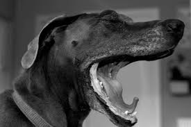 Signs of Stress in Dogs: How to Help An Anxious Dog 6 Signs of Stress in Dogs