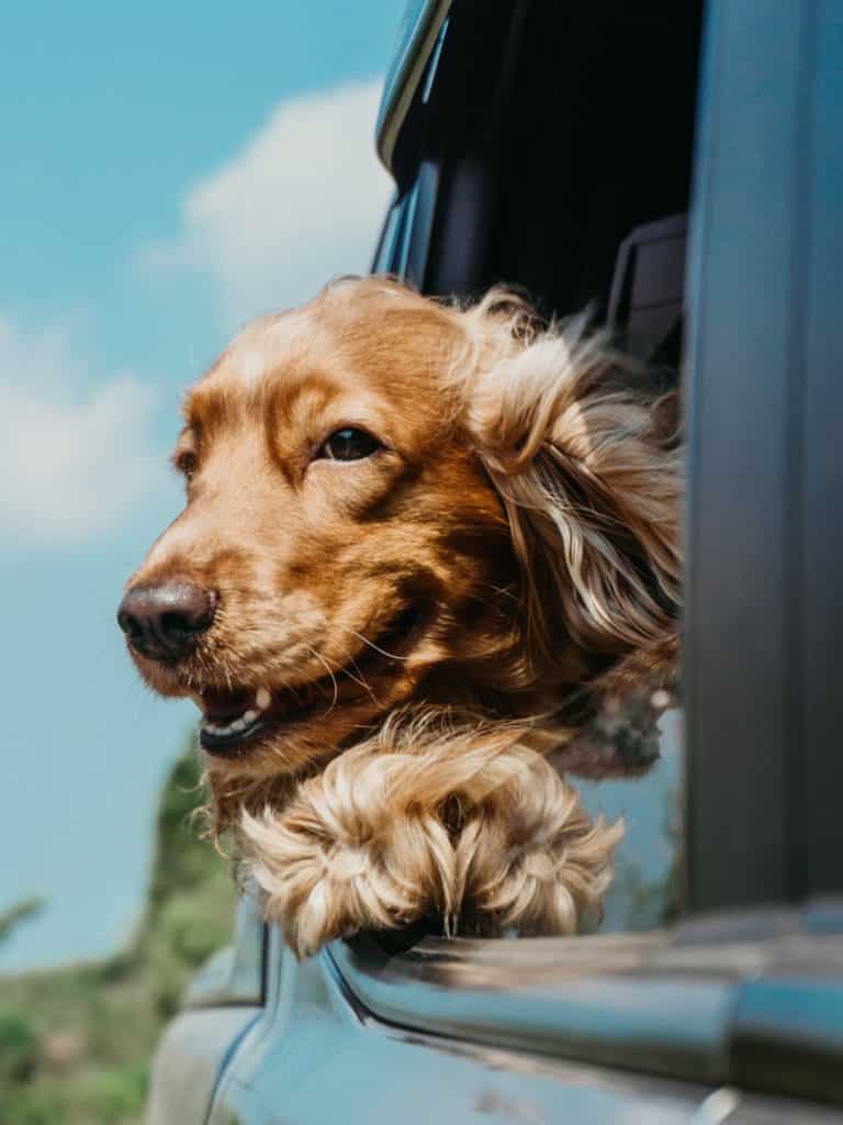 10 Dog Road Trip Essentials for a Safe and Fun Journey 14 Dog Road Trip Essentials