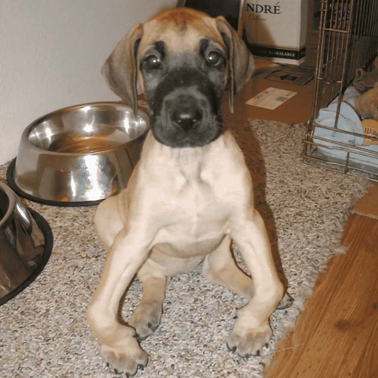 Male Great Dane Weight How Much Do Male Great Danes Weigh? Hello Danes