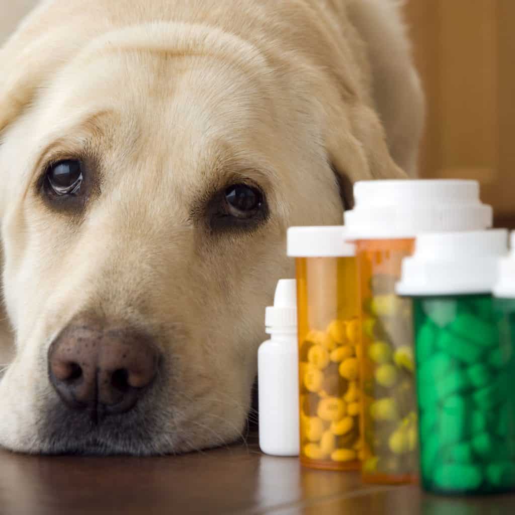 Dog Pills