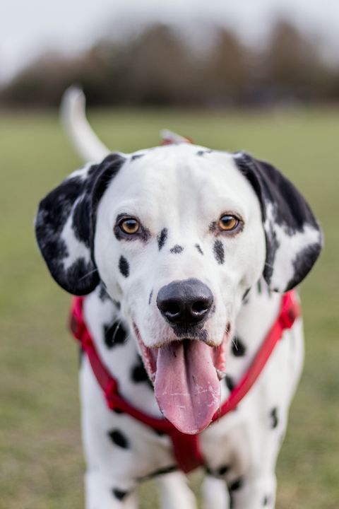 False Pregnancy Dog Issues: The Silent, Deadly and Normal Female Dog Killer 11 False Pregnancy Dog