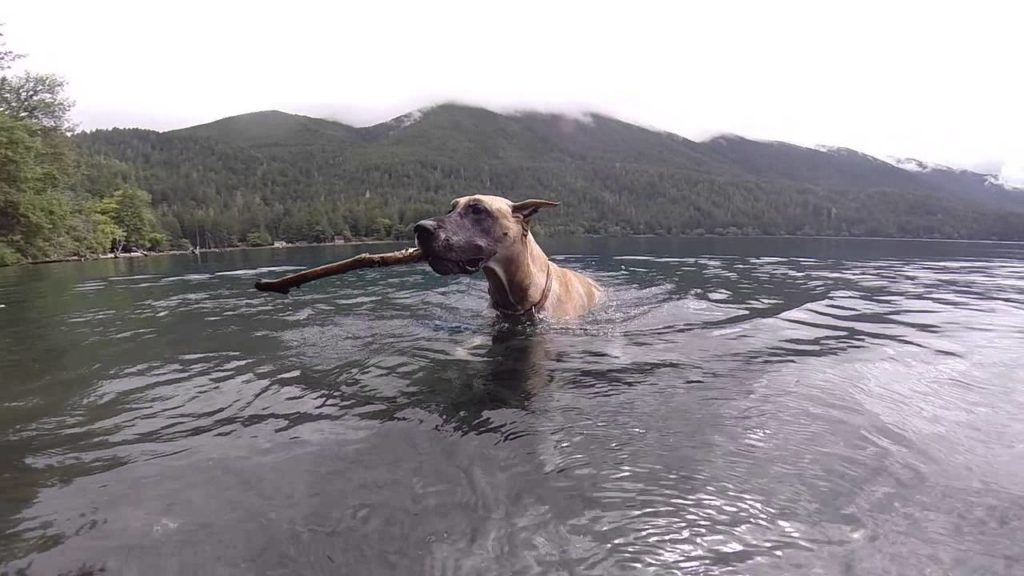 Can Great Danes Swim