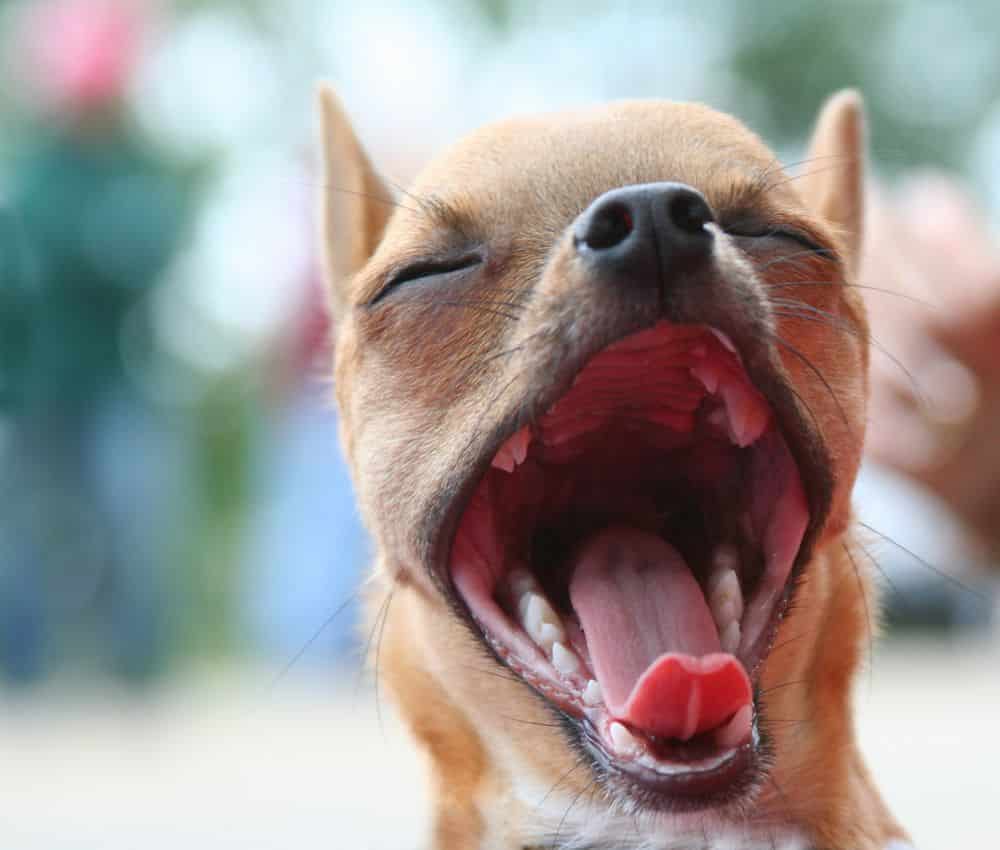 Why Do Dogs Yawn? There Is Science Behind This Interesting Behavior