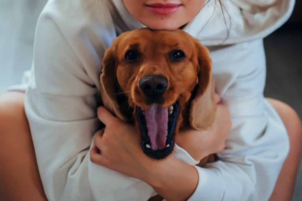 Why Do Dogs Yawn? There Is Science Behind This Interesting Behavior 2 Why Do Dogs Yawn