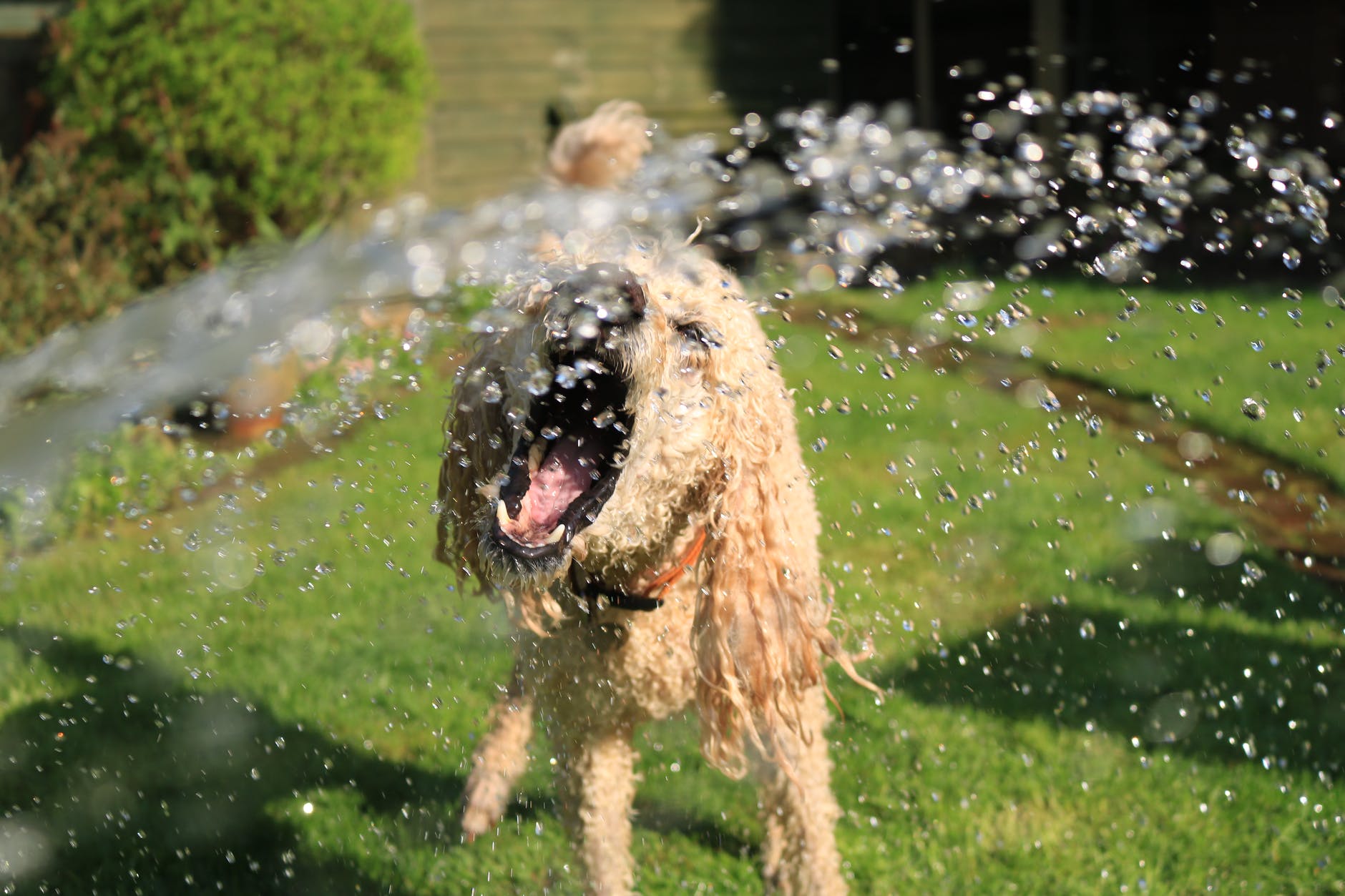 5 Dog Boredom Busters: Keep Your Pup Cool! 2 soaked wet long coated dog opens mouth at water streams on green grass