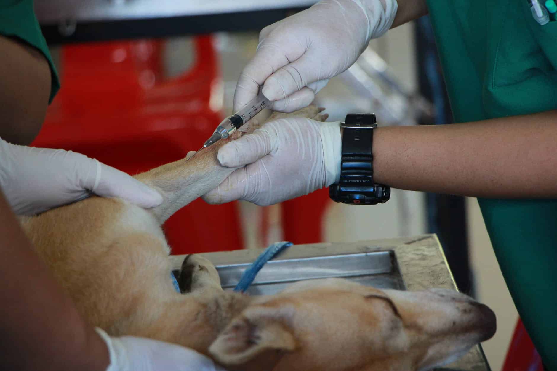 Hypocalcemia in Dogs: Causes, Symptoms, and Treatment 4 vet vaccinating adult tan pit bull terrier
