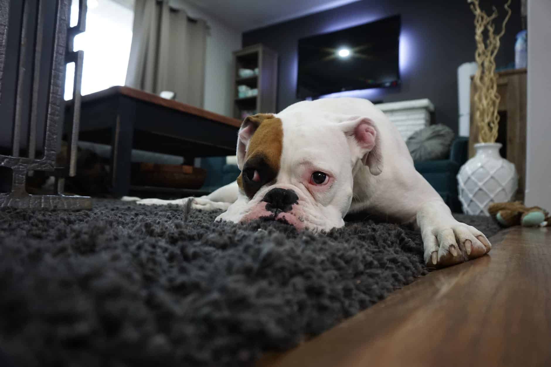 How to Keep Your House from Smelling Like a Dog 28 white and tan english bulldog lying on black rug