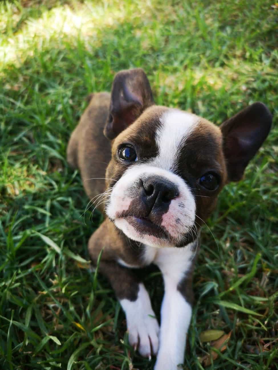 Is Large Breed Dog Food Necessary? 15 photo of brown and white boston terrier puppy sitting on grass