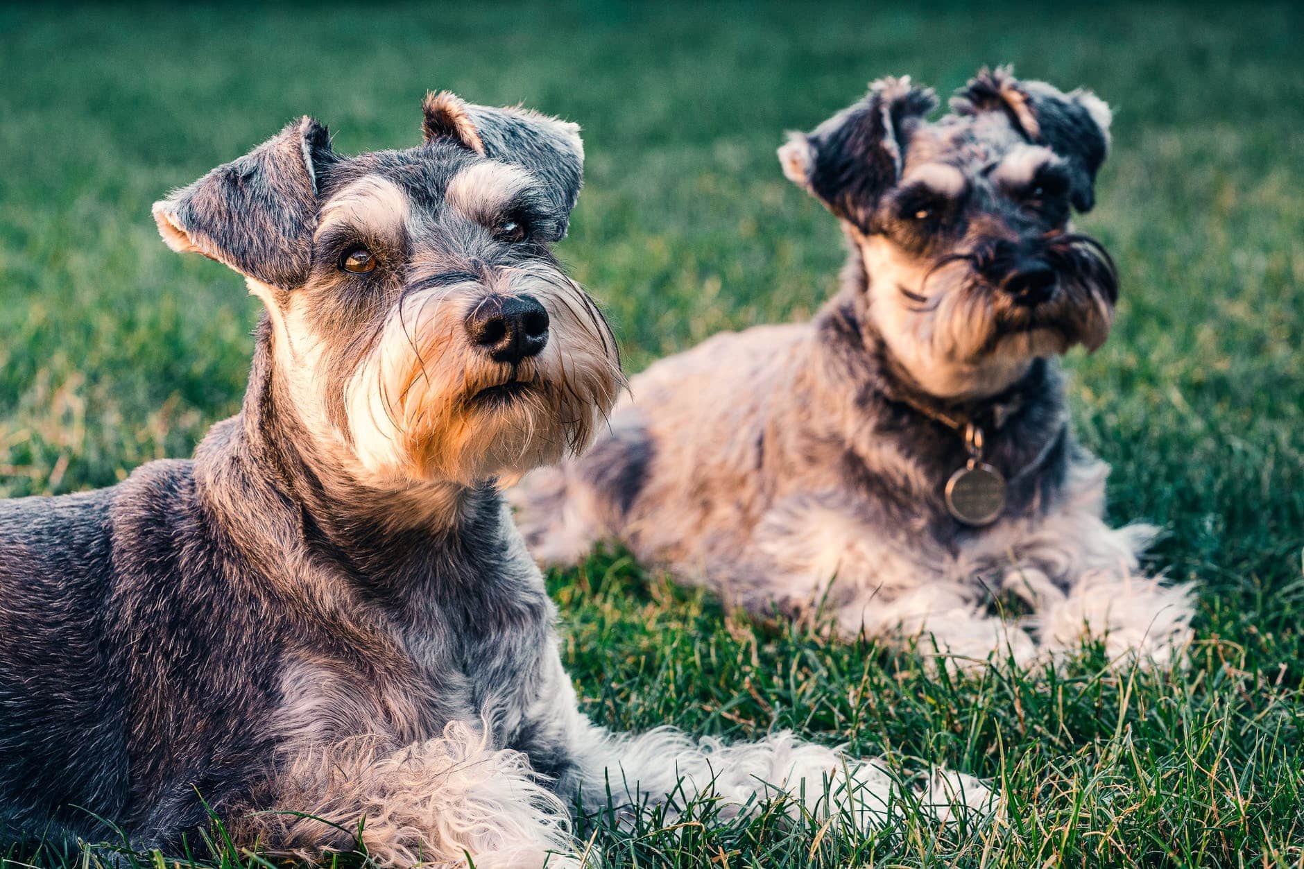 How to Stop Overfeeding Your Dog: 5 Tips & Tricks 15 black and brown miniature schnauzer lying on green grass field