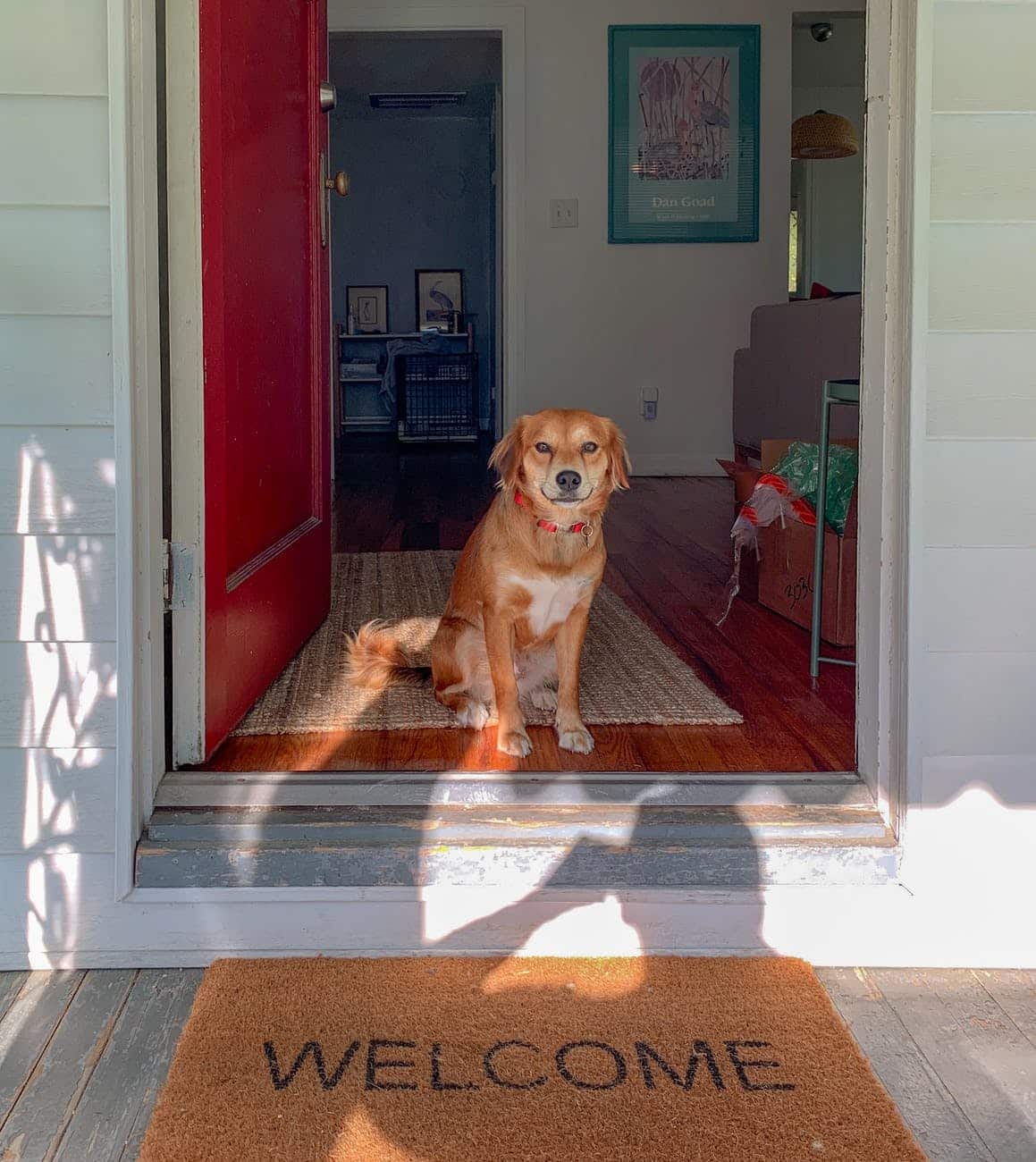 How to Keep Your House from Smelling Like a Dog 18 brown short coated dog sitting on brown wooden floor