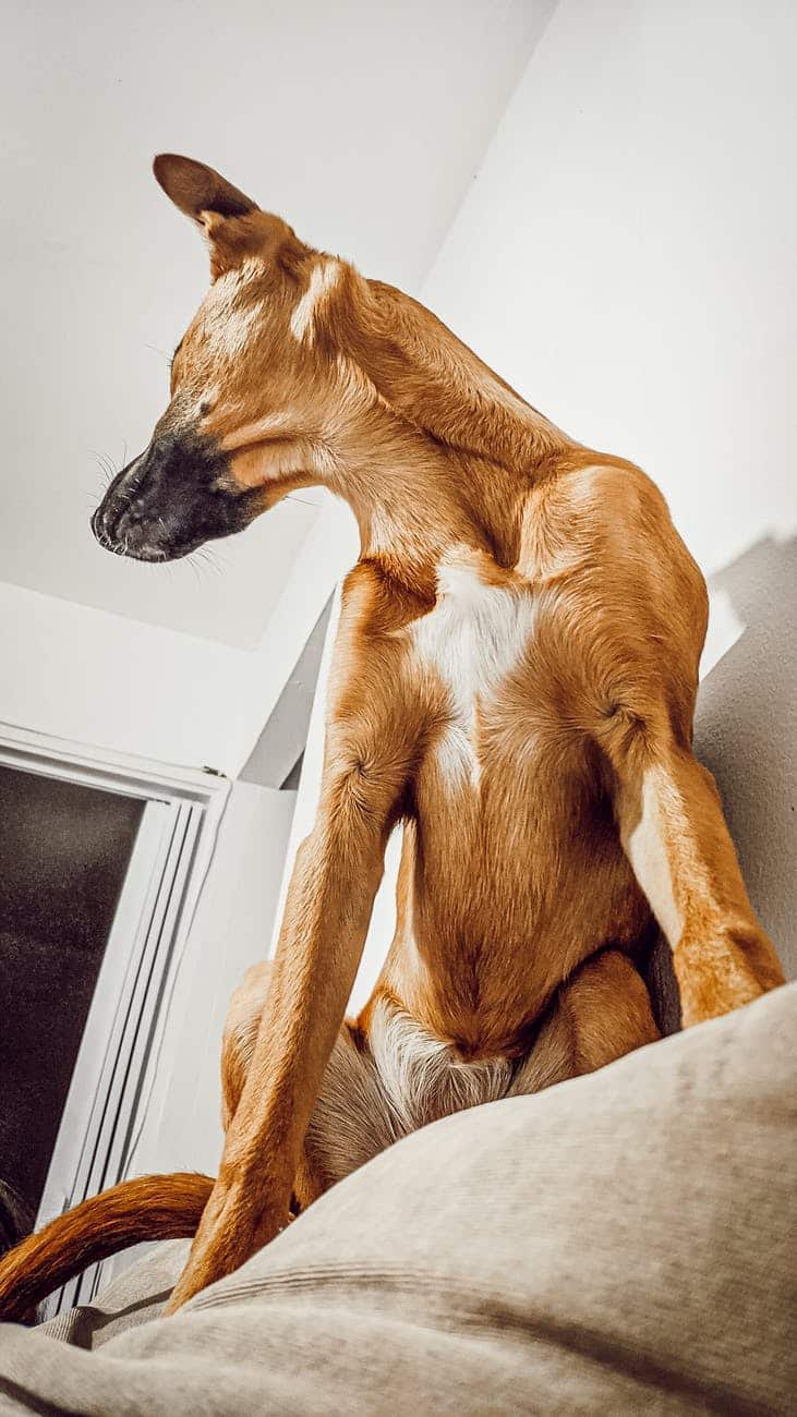 whippet resting on couch near wall at home