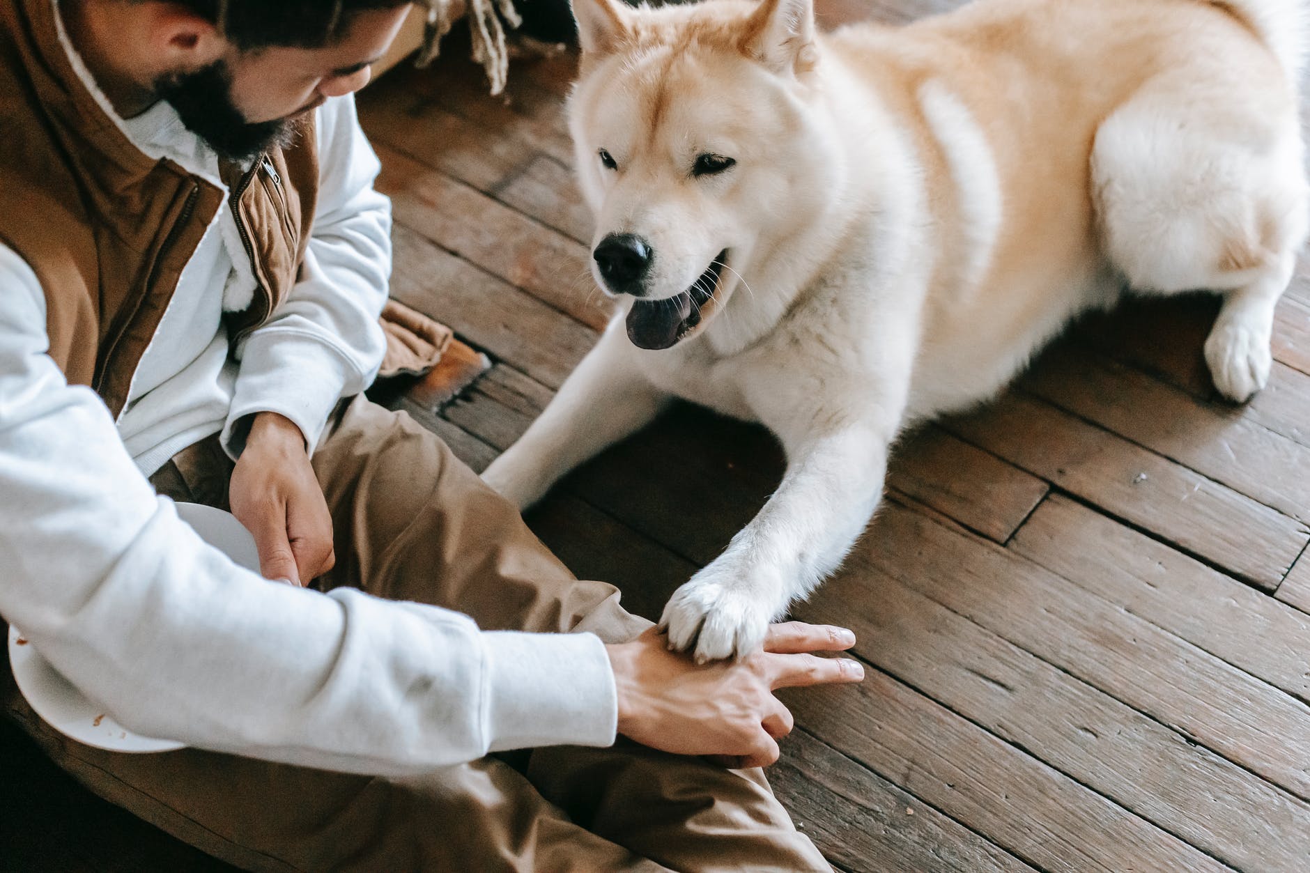 5 Dog Boredom Busters: Keep Your Pup Cool! 3 unrecognizable ethnic man training purebred dog sitting on floor