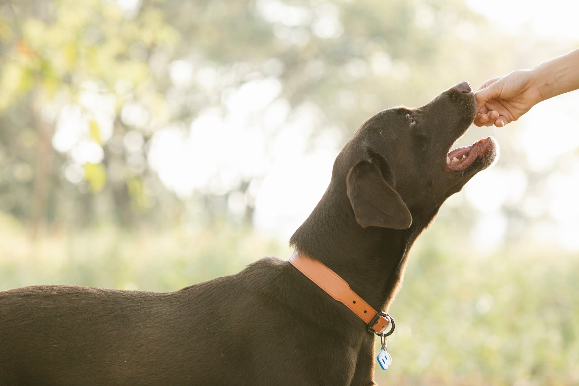 Is Large Breed Dog Food Necessary? 3 black dog eating treats
