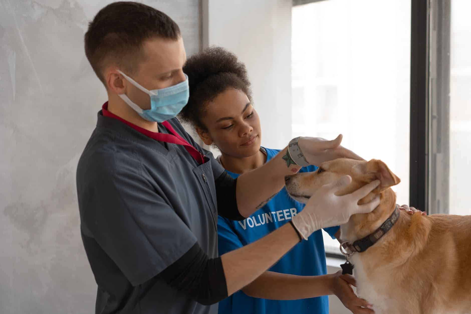 Hypocalcemia in Dogs: Causes, Symptoms, and Treatment 5 a man and woman checking a dog