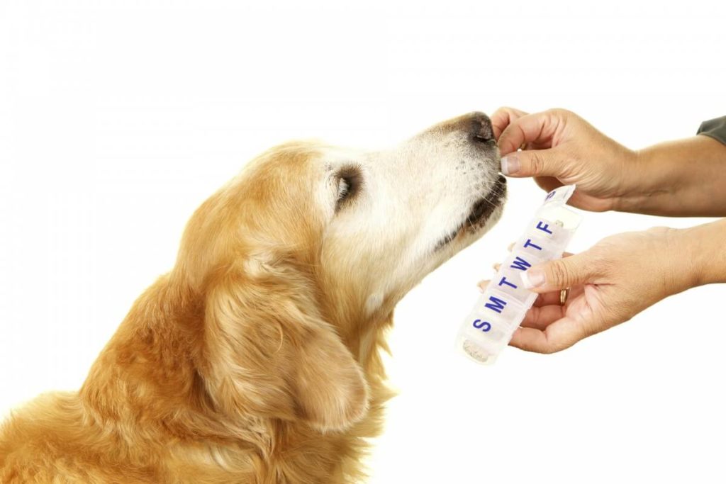 Dog Pills