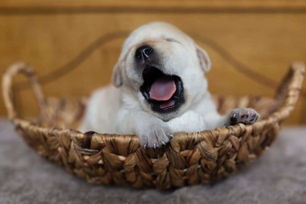 Why Do Dogs Yawn