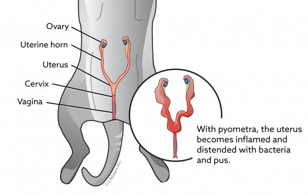 Pyometra Symptoms in Dogs: A Harsh Killer Amongst Female Dogs 8 Pyometra Symptoms in Dogs