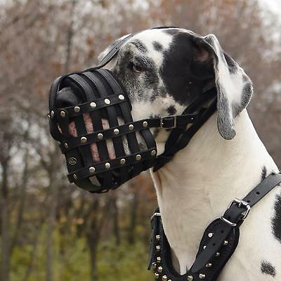 Dogs Scared of Vet? Here's How to Help Them Overcome Their Fear 11 s l400