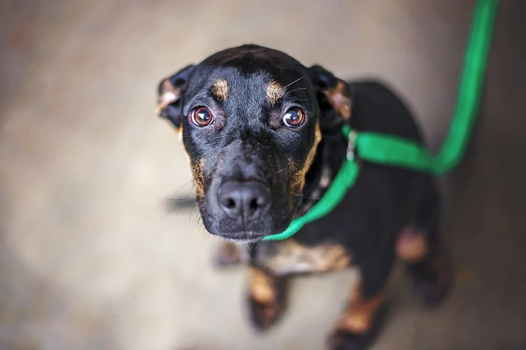 Fear Aggression in Dogs 101 10 Fear Aggression in Dogs