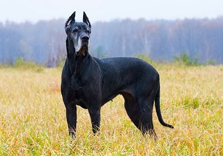 the great dane