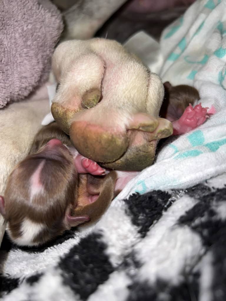 A Great Dane Chihuaha Mix? Foster Family Forms Forever Bond with 2 Tiny Chihuahas 5 Great Dane Chihuaha Mix