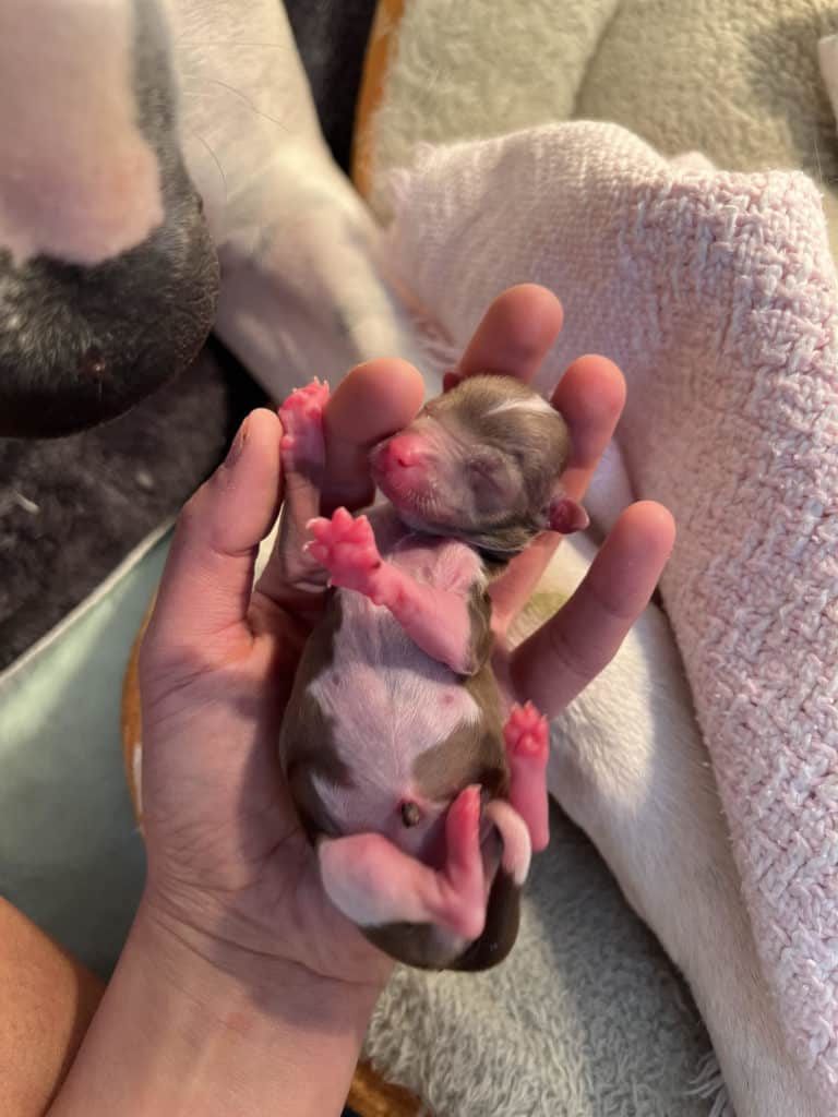 A Great Dane Chihuaha Mix? Foster Family Forms Forever Bond with 2 Tiny Chihuahas 6 Great Dane Chihuaha Mix