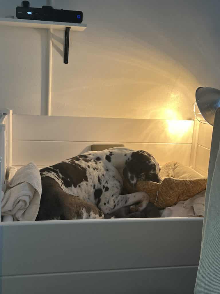 A Great Dane Chihuaha Mix? Foster Family Forms Forever Bond with 2 Tiny Chihuahas 4 Great Dane Chihuaha Mix