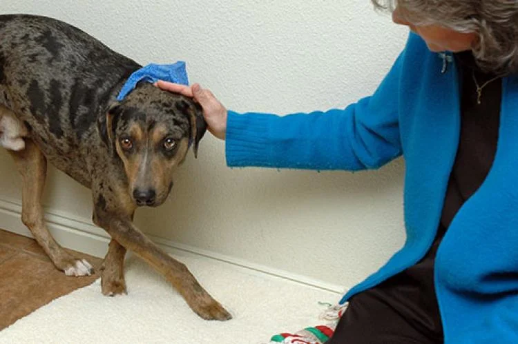 Fear Aggression in Dogs 101 6 Fear Aggression in Dogs