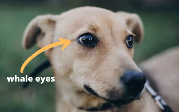 Signs of Stress in Dogs: How to Help An Anxious Dog 14 Signs of Stress in Dogs