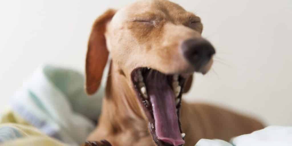 Why Do Dogs Yawn