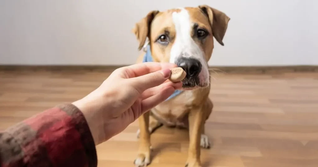 Soft Dog Treats