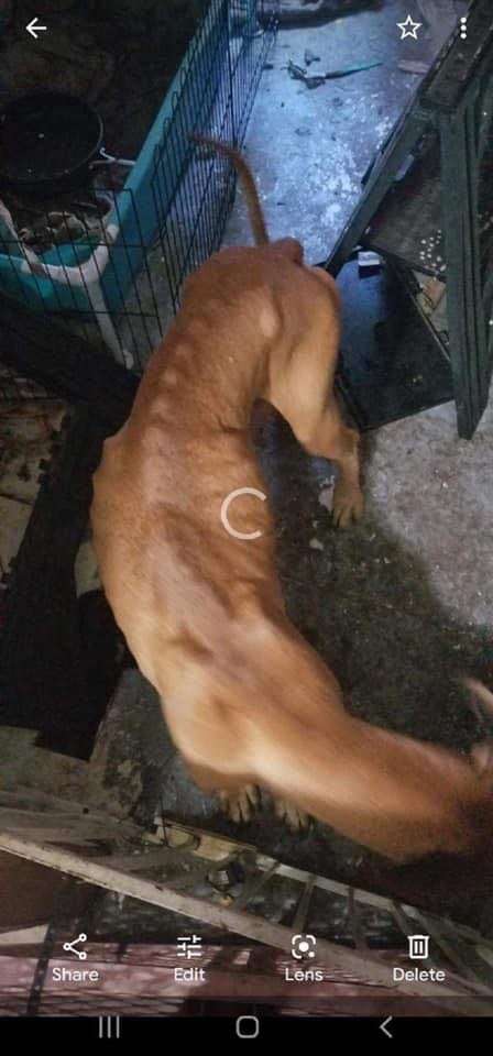Bad Great Dane Breeders 8 178966740 3969010819857348 7049908527522203741 n