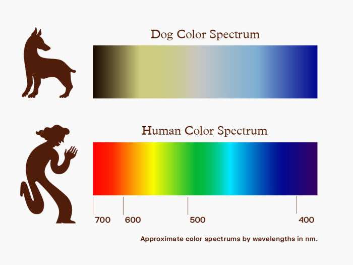Can Dogs See in Color? The 2 Colors That Dogs Can See & The Fascinating Truth Behind It 2 Can Dogs See in Color