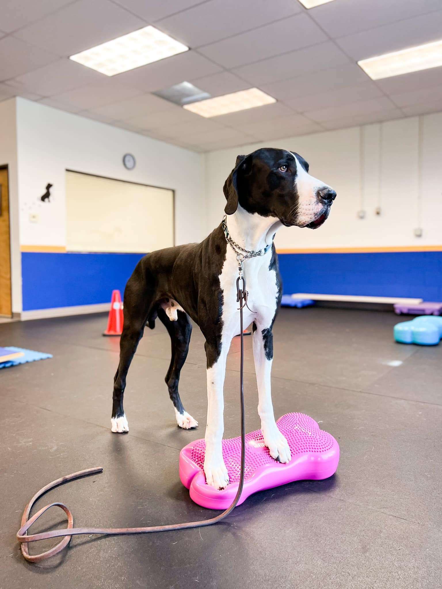 Are Great Danes Easy to Train? 17 276044829 10225863458925887 8853018187519945818 n