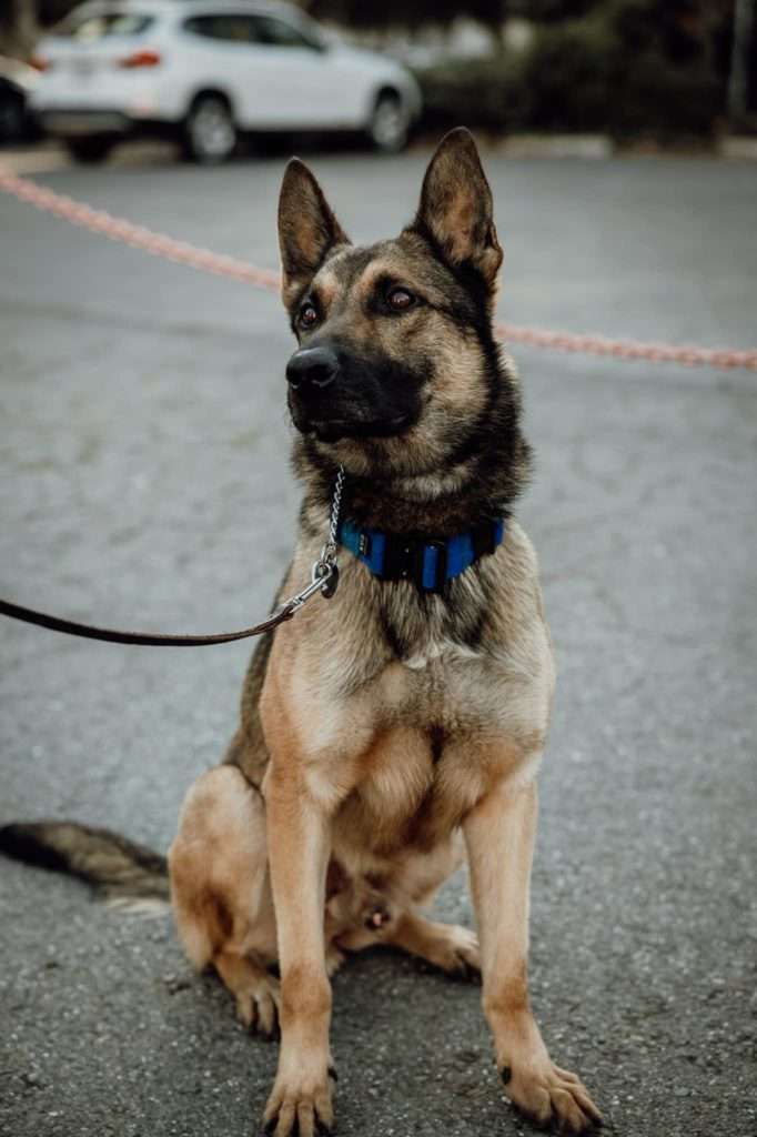 How Moldy Kibble Killed 2 Family Pets 3 how moldy kibble killed 2 family pets