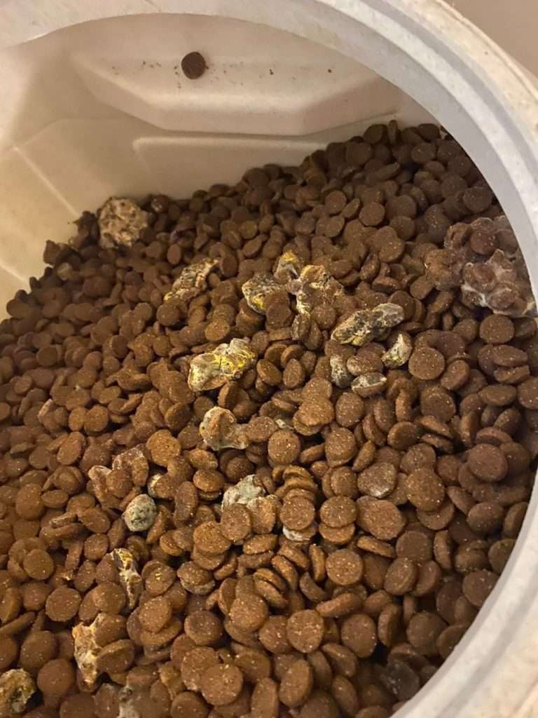 How Moldy Kibble Killed 2 Family Pets 2 301629669 5450875538328502 7922718990819601702 n